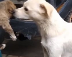 Sad Mama Sees Her Puppy Getting Adopted And Runs Over To Kiss Her Goodbye