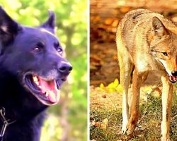 Teen Paralyzed In Woods After Car Crash, Loyal Dog Fights Coyotes To Save Him