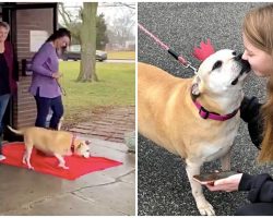 12-Year-Old Dog Takes ‘Freedom Walk’ Out Of Shelter Where She’s Lived For 6 Yrs