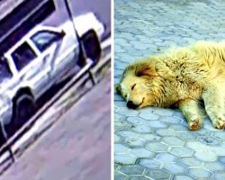 2 Wanted For Shooting Senior Pet Dog & Dumping His Body In Gutter, $5000 Reward