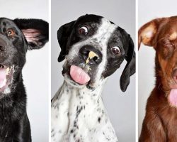 Shelter Takes Photobooth Pictures Of Their Dogs To Help Get Them Adopted