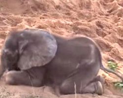 Sick Baby Elephant Was Rejected By The Herd, Becomes New Best Friend With A Dog