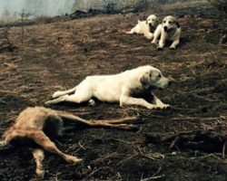Man Sees Three Dogs Standing Guard Over Fawn After Deadly Wildfire