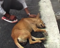 Stray Didn’t Move When Petted But Woke Up Later Being Surrounded By Love