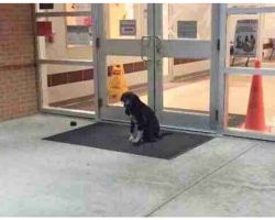 Stray Dog “Mysteriously” Appeared At School Every Morning, So Teacher Got Involved