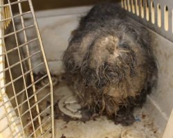 Dog Found With Cockroaches Using Her Fur As A Nest