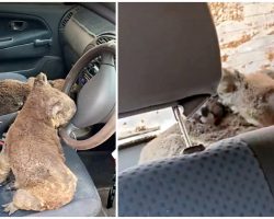 Teens Pack Car With As Many Koalas As They Can Fit To Save Them From Bushfires