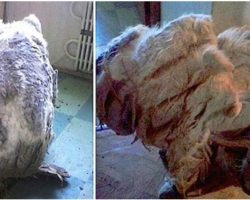 They Found A Dog Alone In Kitchen, ‘Relieved’ After Thick Fur Were Shaved Off