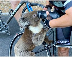 Thirsty Koala Emerges From Fires To Ask Cyclists For A Drink