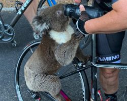 Desperate Koala Emerges From The Brush Fires And Approaches Cyclists For Relief