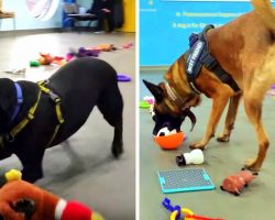 Shelter Lets Dogs Pick Out Their Own Christmas Toys, Shy Dogs Lose Their Minds