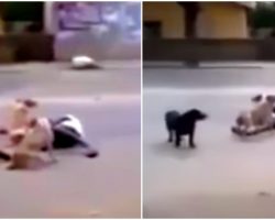Vagrant Collapsed In Road And Strays Safeguard His Body And Won’t Let Anyone Near Him