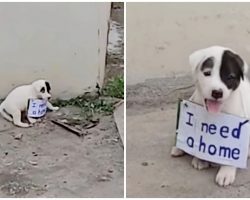 Vulnerable Puppy Alone On Vacant Street And Dragged A Sign Around His Little Neck