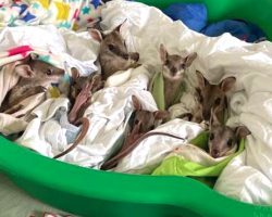 Wallaby Babies Rescued From Australian Bushfires Are Now Safe And Comfy
