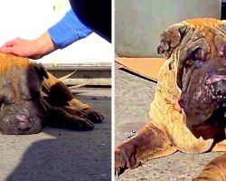 Kids Torture Old Dog With Firecrackers, Owner Kicks Poor Dog Out When He Cries