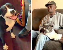 Disabled Veteran Gets Ultimatum – Give Up His PTSD Support Dog Or Get Evicted