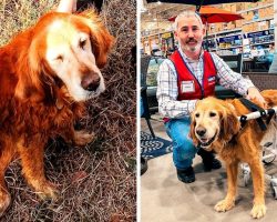 Owner Tosses Paralyzed Senior Dog On Freeway, Man Builds Her Custom Wheelchair