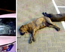 Driver Hits Woman Walking Her 2 Dogs, Dogs Die Instantly & Woman Critically Hurt