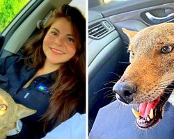 Woman Rescues “Injured Dog”, Is Startled When The Vet Says He Isn’t Even A Dog