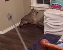 Woman Wakes Up During The Night, Turns On The Light To Find A Coyote In Her Room