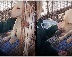 Awaiting Slaughter At Meat Farm, She Gently Lifted Her Paw To Thank Her Saviors