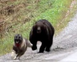 Owners Watch As Their Dog Returns From The Woods With A Bear Friend