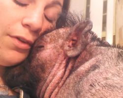 Woman Sings To Her Sick And Scared Pig To Comfort Him At The Hospital