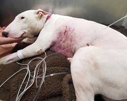 Brave Bull Terrier Shot In Heart While Protecting Family During Armed Robbery
