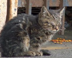 Blind Kitten Sits In Parking Lot Every Day, Waiting For Someone To Guide Her