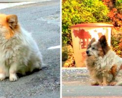 Blind Dog Refuses To Leave Spot Where She Was Abandoned, Waits For Over 10 Yrs