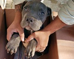 Boy Left Injured Puppy In Box Outside Shelter To Save Him From His Abusive Dad