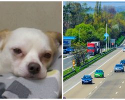 Missing Chihuahua Is Found & Thrown From A Moving Vehicle