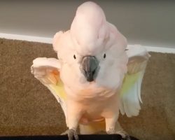 Cockatoo Refused To Go To Her Cage And Threw Hilarious “Temper Tantrum”