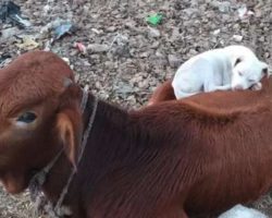 Dog curls up on the back of his new cow friend for a cozy nap