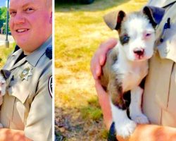 Cowardly Owner Abandons Puppy On The Freeway, Deputy Swoops In For Heroic Rescue