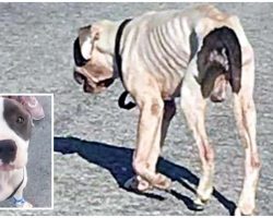 Decaying Skeletal Dog Roamed The Streets, Not Knowing What Day Would Be His Last