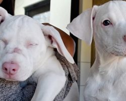 Shelter Pup Helps His Deaf & Blind Sister Navigate Through Everyday Life