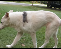Dog Adopted Orphaned Opossum Many Years Ago, And Still Carries Him Wherever She Goes