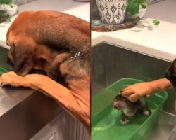Rescue Dog Comforts Foster Kitten During His First Bath