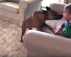 Dog Doing Zoomies Stops Every Lap To Get In Brother’s Face And Give Kisses