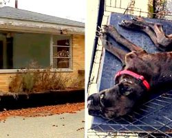 Owner Wanted For Dumping Dog In Cage On Abandoned Property, Dog Starves To Death
