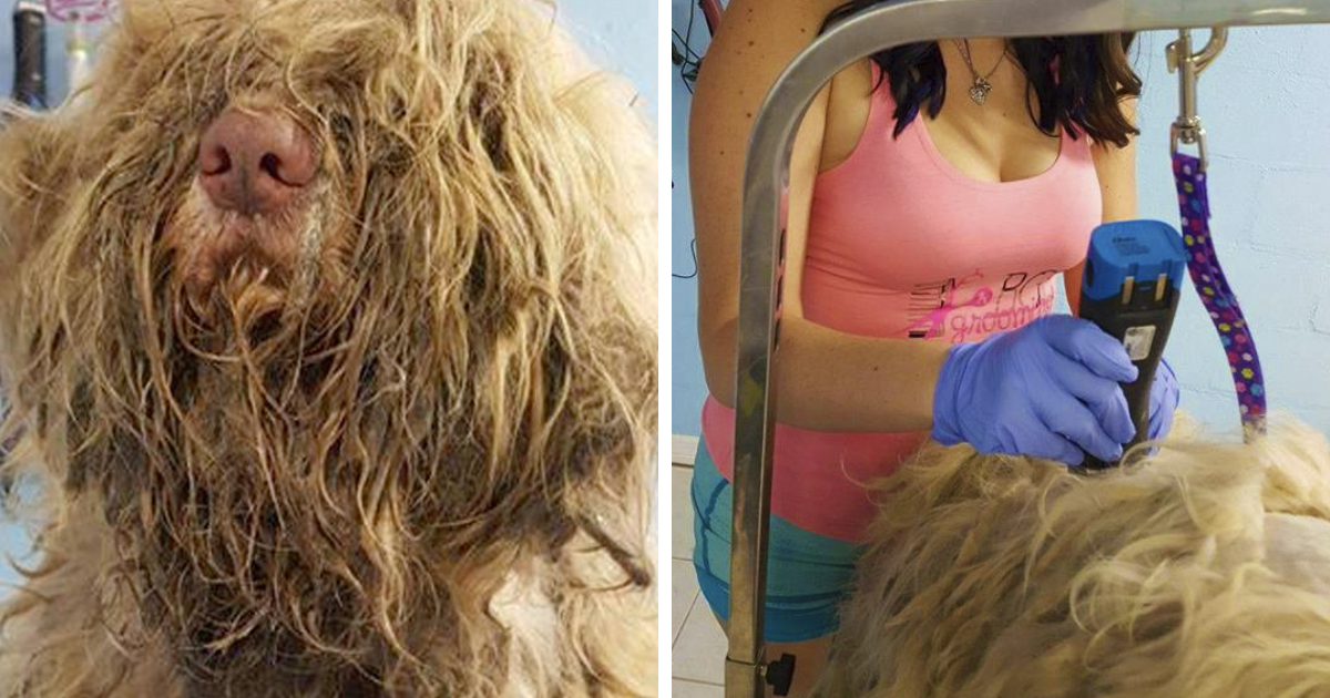 Dog Groomer Opened Shop In ‘Middle-Of-Night’ To Give Stray Dog Haircut & Found Beauty Beneath Matted Fur