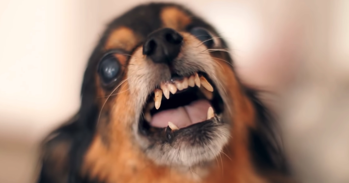 Science Shows That Dogs Can Indeed Sense Untrustworthy People