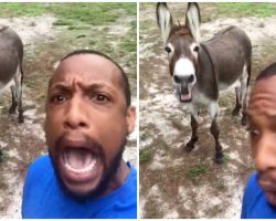 Guy Begins Singing ‘Lion King’ Song, Donkey Walks Up Behind Him & Joins In