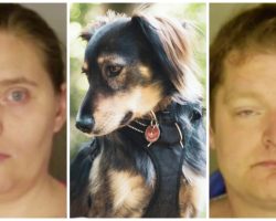 Couple Bashes Dog, Throws Him Against Wall & Shoots Him With Dart Gun