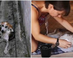 Dying Dog Starving In Alley Way Is Shown The Love He Never Knew Before
