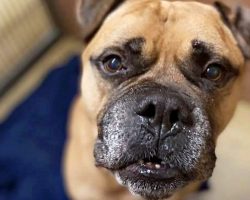 Dog With Cancer Searching For ‘Hospice’ Home So He Won’t Have To Die In Shelter