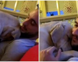 Lab Feels Guilty For What He’s Done, Apologizes To His Human In Sweetest Manner