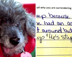 Senior Blind Dog With Brain Tumor Gets Dumped, Vile Owner Says “He’s Stupid”