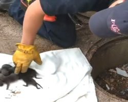 Firemen Pull Puppies Out Of Storm Drain And Later Learn They’re Not ‘Puppies’ At All